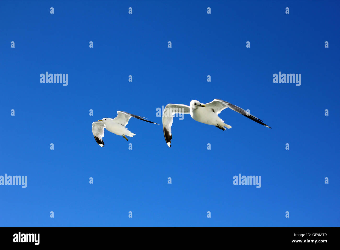 The birds are flying in the blue sky Stock Photo