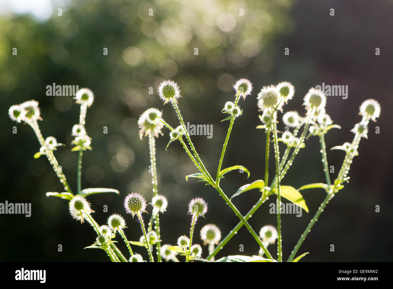 Small teasel (Dipsacus pilosus) flowers in bud. Flowerheads backlit by sunlight on prickly plant in the family Dipsaceae Stock Photo