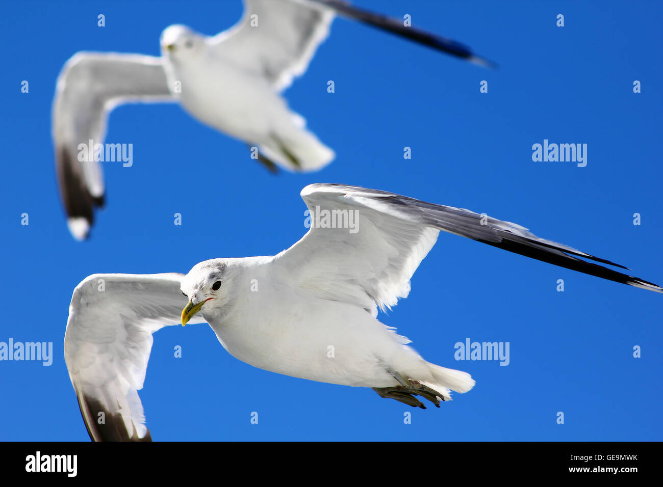 The birds are flying in the blue sky Stock Photo - Alamy