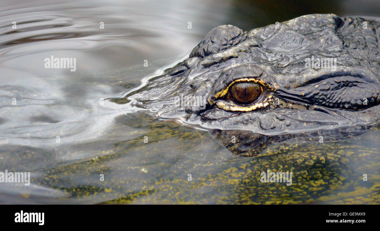 Alligator in the Florida Keys Stock Photo