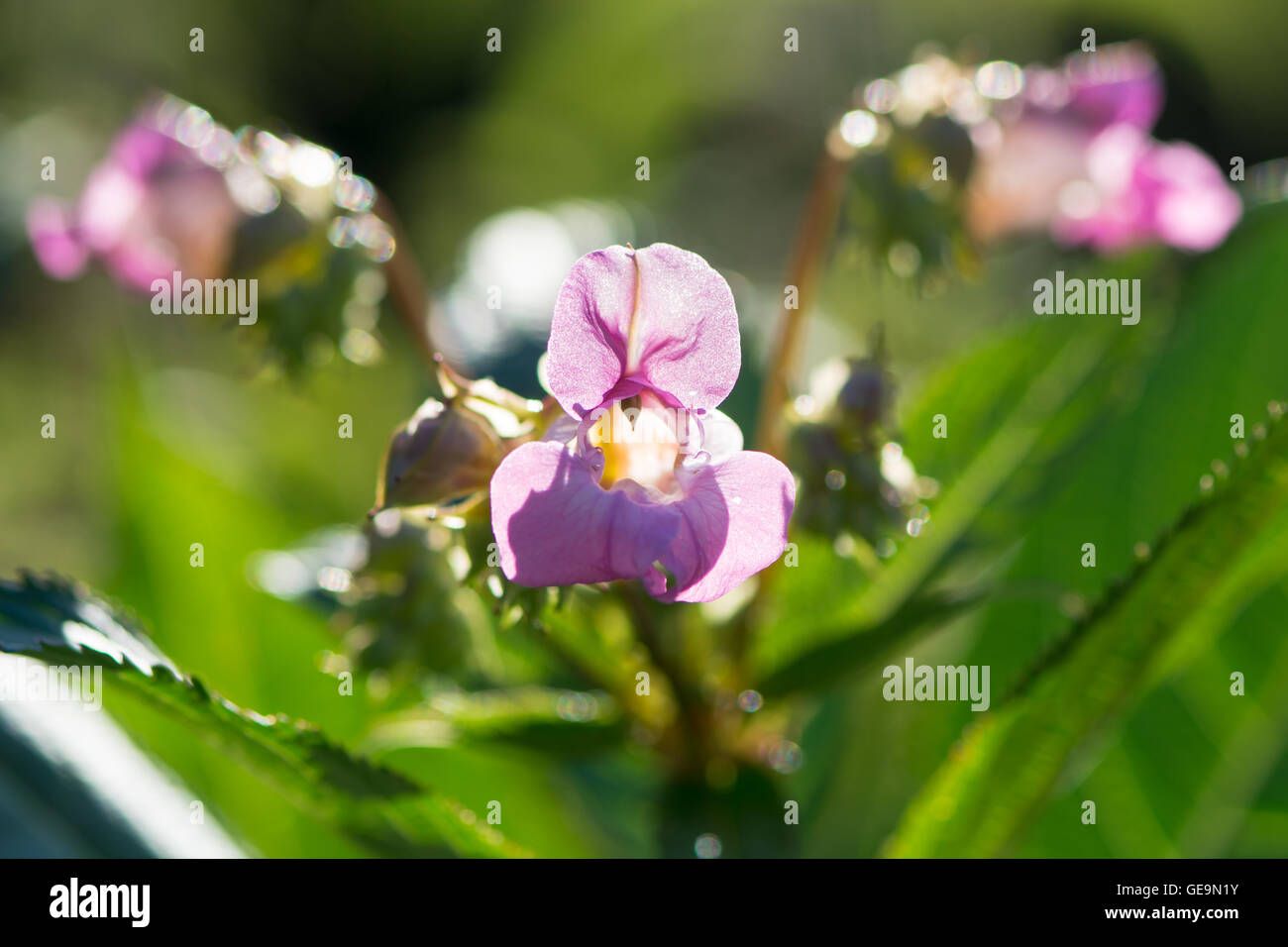 Indian balsam (Impatiens glandulifera) in sunshine. Striking pink flower on plant in family Balsaminaceae, backlit by sun Stock Photo
