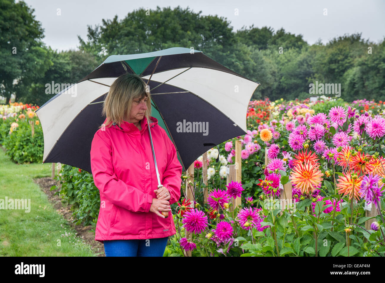 Penzance ,Cornwall, UK. 24th July 2016. UK Weather. Overcast with light showers in Penzance at the National Dahlia Collection in Penzance. Seen here Wendy Renshaw  admiring the Dahlias. Credit:  Simon Maycock/Alamy Live News Stock Photo