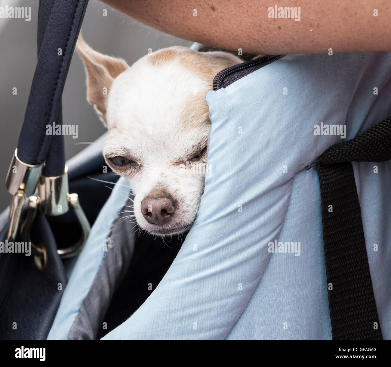 A woman carrying tiny chihuahua dog in shoulder bag. Stock Photo