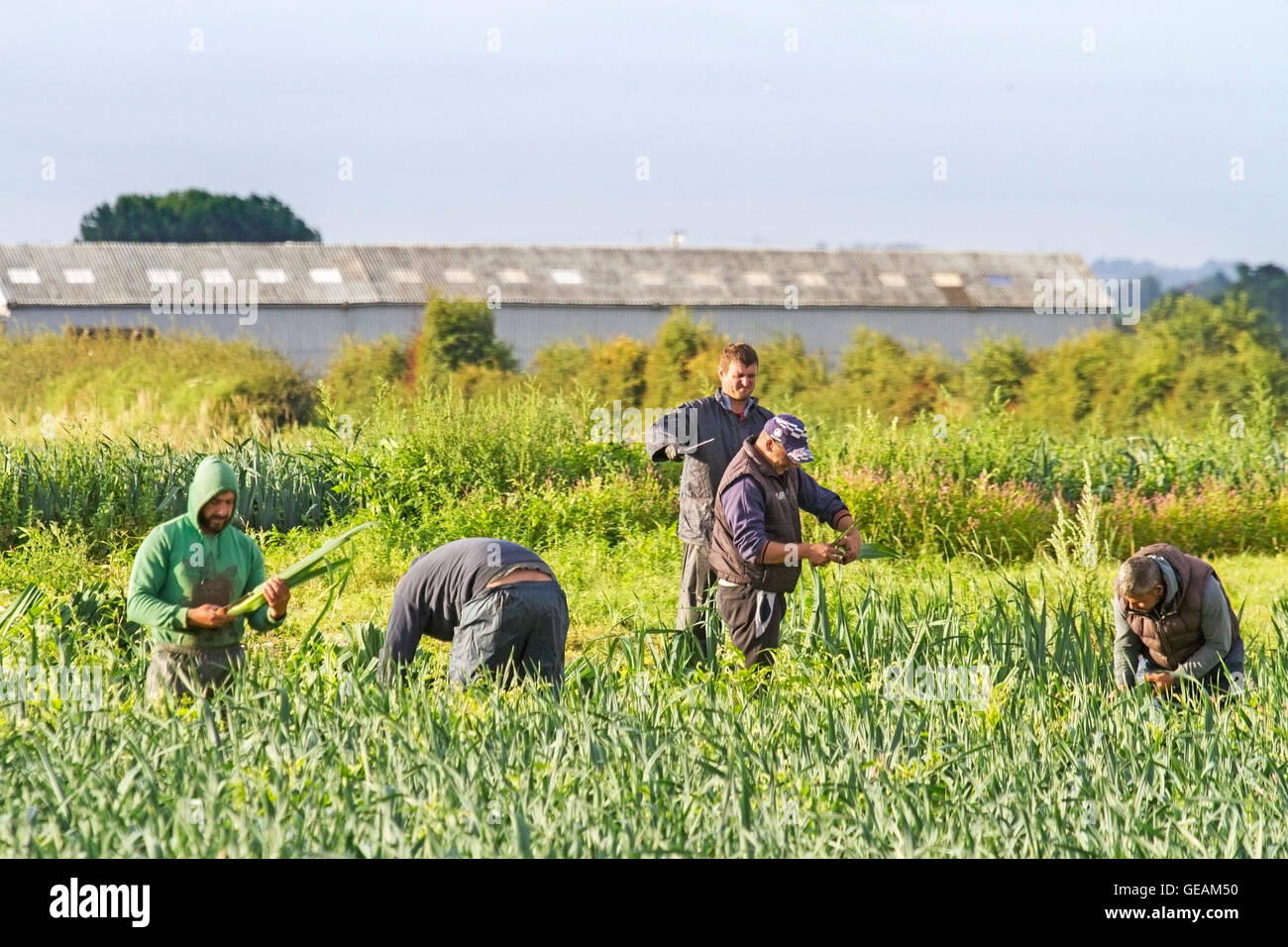 Banks, Lancashire, UK. 25th July, 2016. UK Weather: EU National Farm Workers 25-07-16. EU National farm labourers pick and cut salad leeks ready for delivery to supermarket chains throughout the UK. Migrant seasonal workers from the European Union are the backbone of Southport's salad circle. These very hard working europeans rise early to prepare the salad crops for the national grocery market. Often living and working on the farm, many are now worried 'Post Brexit' about their future employment in the UK's farming sector. Credit:  Cernan Elias/Alamy Live News Stock Photo