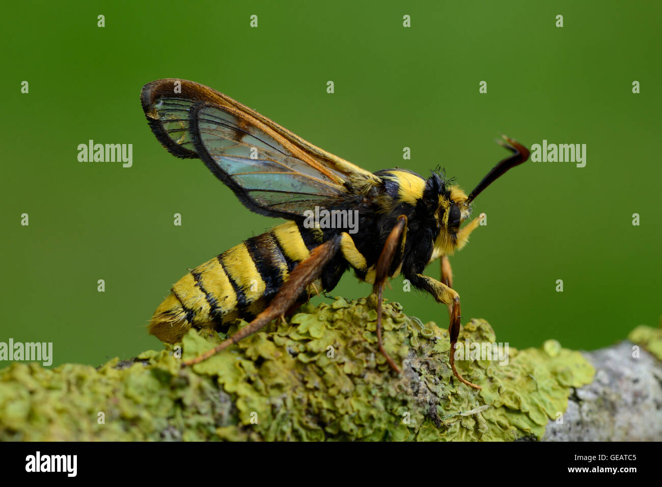 Hornet clearwing hi-res stock photography and images - Alamy