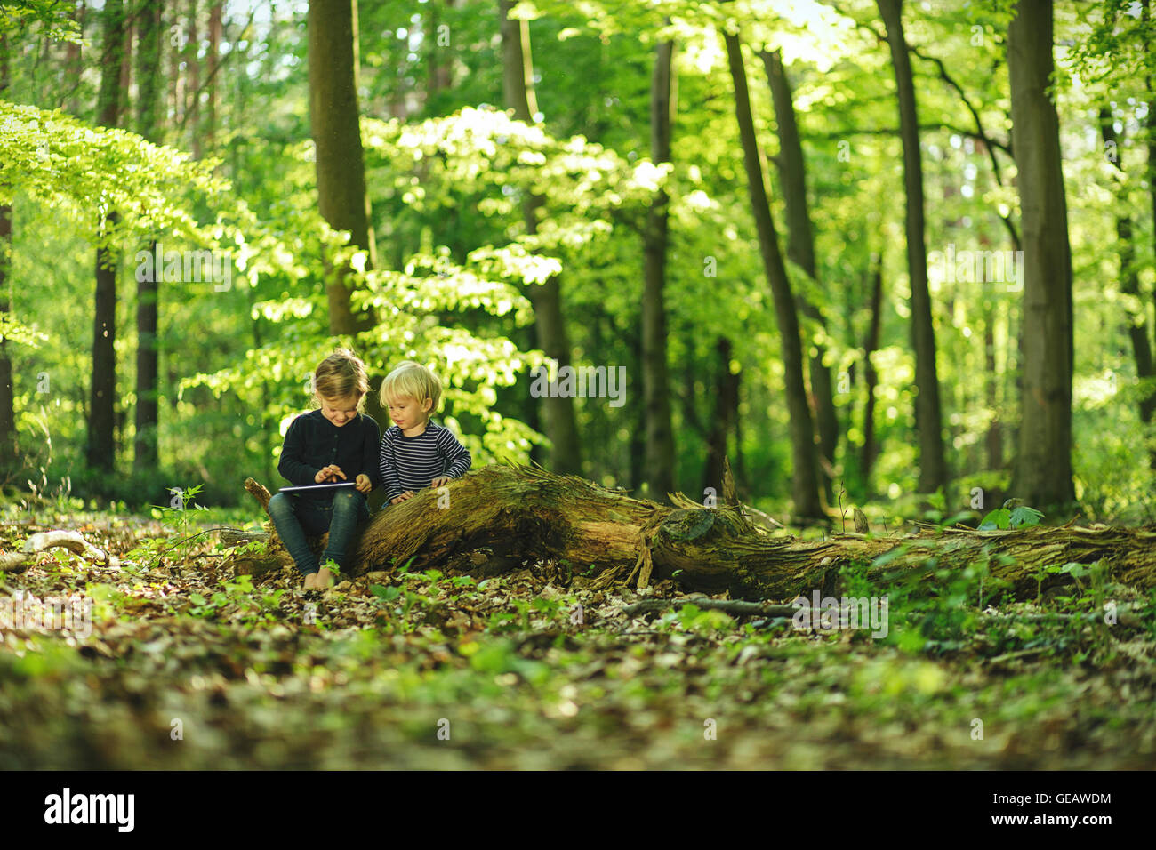 Brother and sister in forest using digital tablet Stock Photo - Alamy
