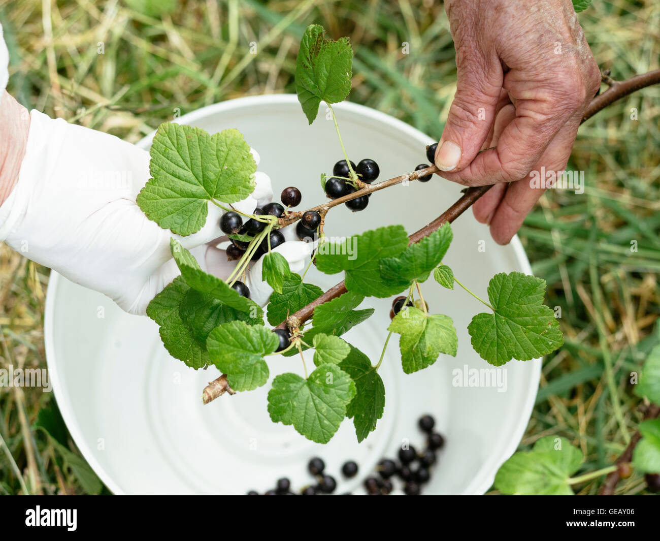 Senior woman harvesting blackcurrants, Ribes nigrum Stock Photo