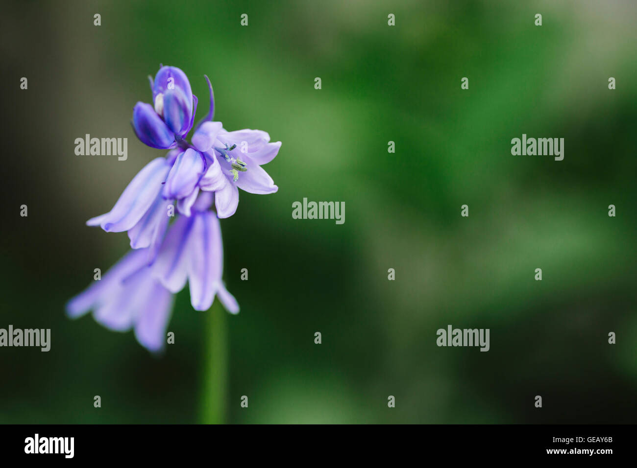 Blue bell flowers, Hyacinthoides non-scripta, copy space Stock Photo