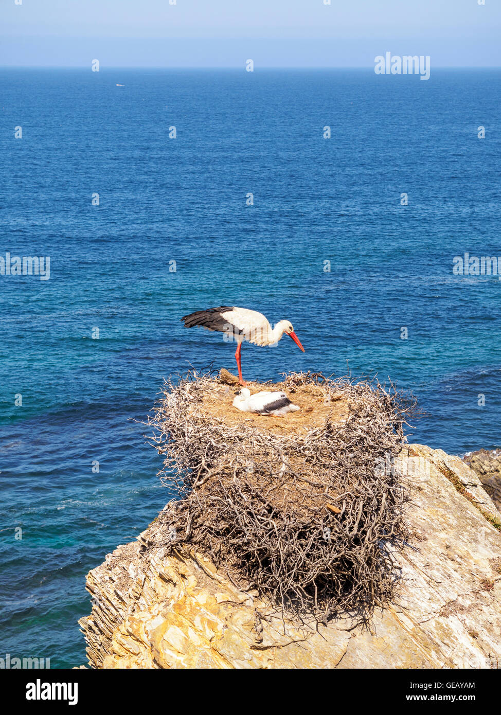Portugal, Stork nesting at Parque Natural do Sudoeste Alentejano e Costa Vicentina Stock Photo
