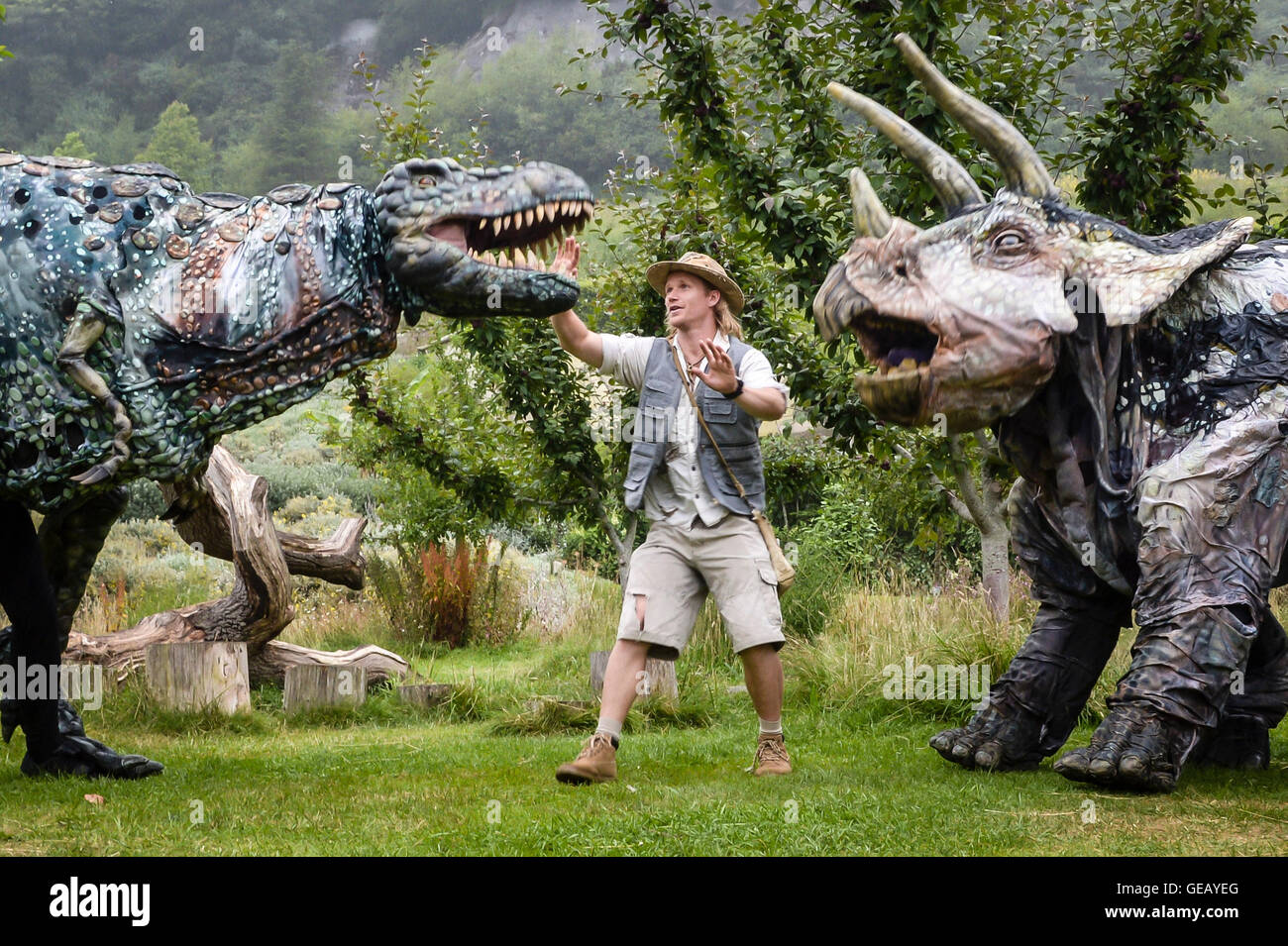 Dinosaur wrangler Robert Copeland tries to separate human-operated puppets of a T-Rex and a Stegasaurus as they wander around the Eden Project, Cornwall, at the start of a weeks-long prehistoric invasion called Dinosaur Uprising, where realistic puppets will roam the grounds. Stock Photo
