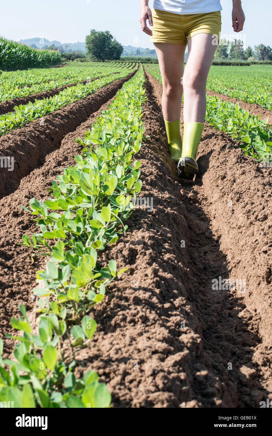 Woman walking in field with young peanut plants Stock Photo
