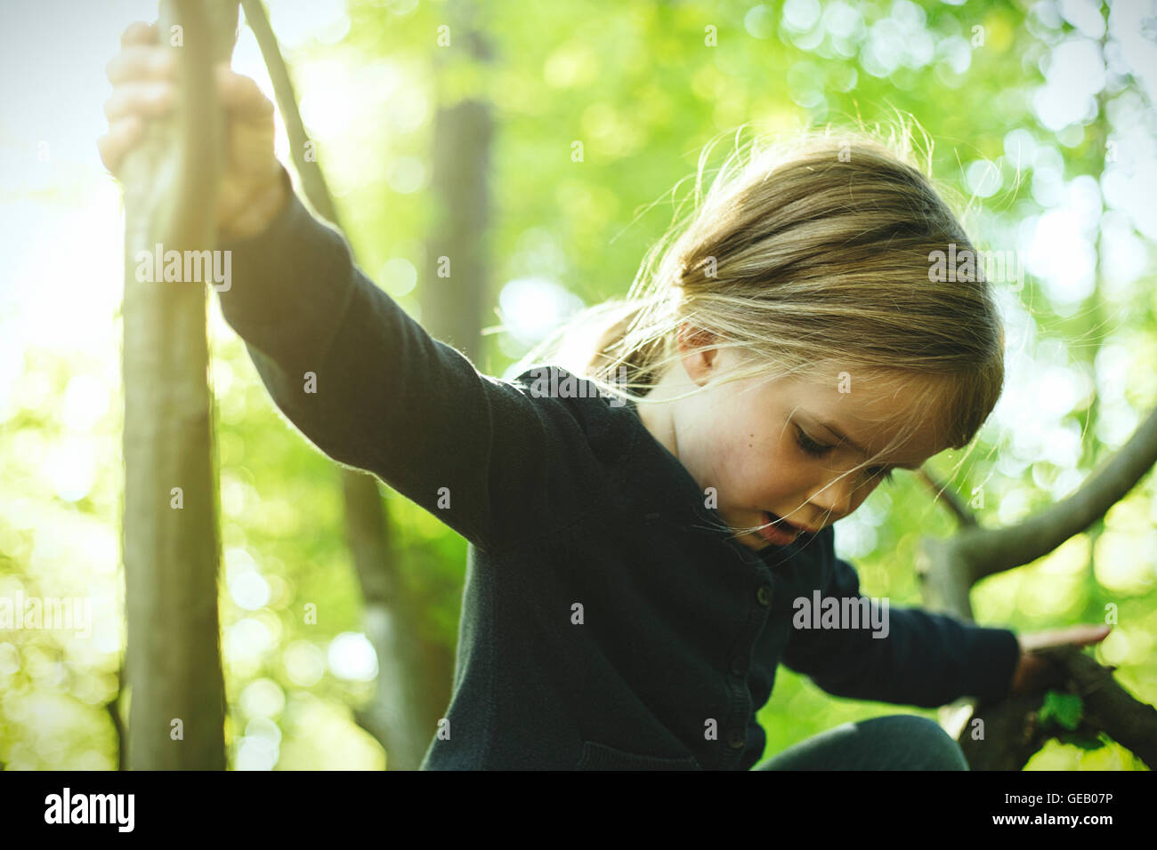 Girl in forest climbing in tree Stock Photo Alamy