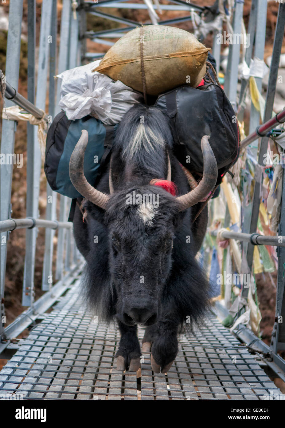 Nepal, Himalaya, yak transporting baggage on bridge Stock Photo
