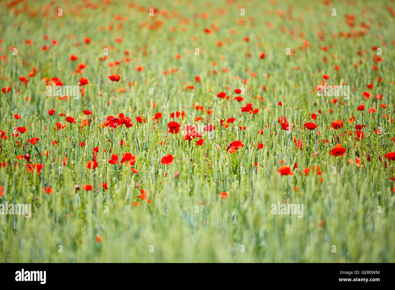 Field of poppies Stock Photo - Alamy