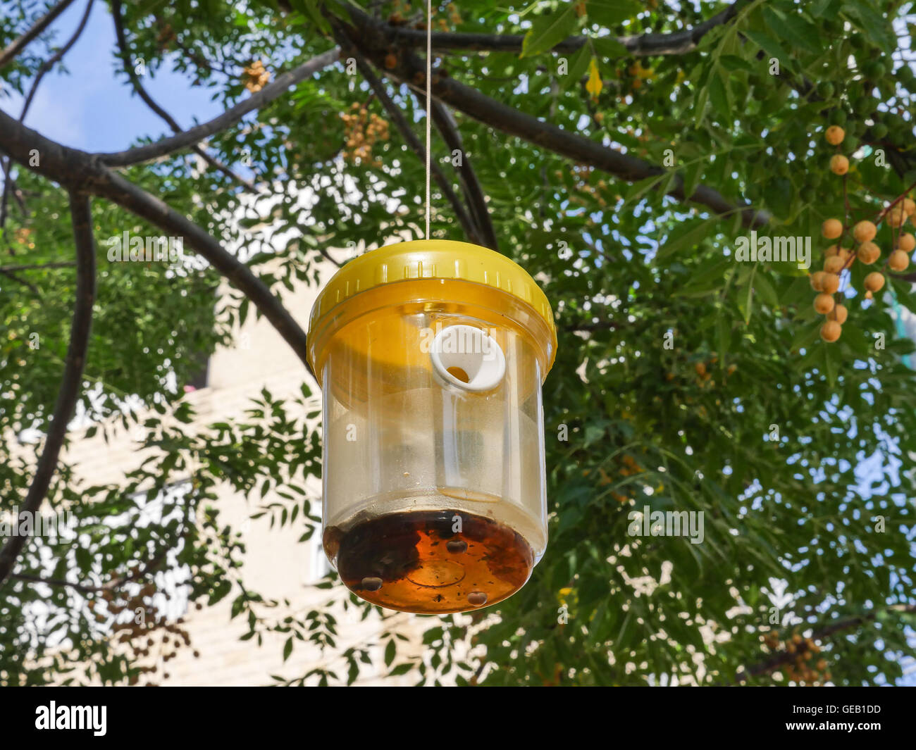 https://c8.alamy.com/comp/GEB1DD/ecological-fly-and-insect-trap-GEB1DD.jpg