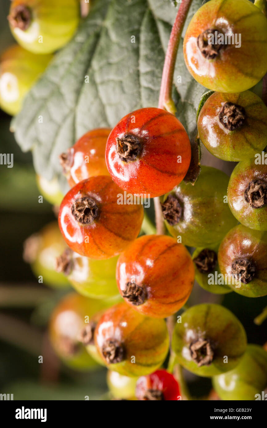 Red Currant Close Up Unripe Berry Stock Photo