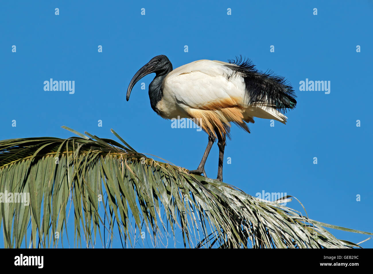 African sacred Ibis (Threskiornis aethiopicus) sitting in a palm tree, South Africa Stock Photo
