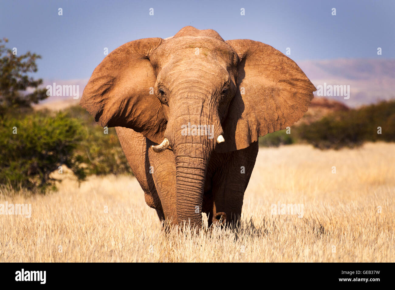 Elephant in the savannah, in Namibia, Africa, concept for traveling in Africa and Safari Stock Photo
