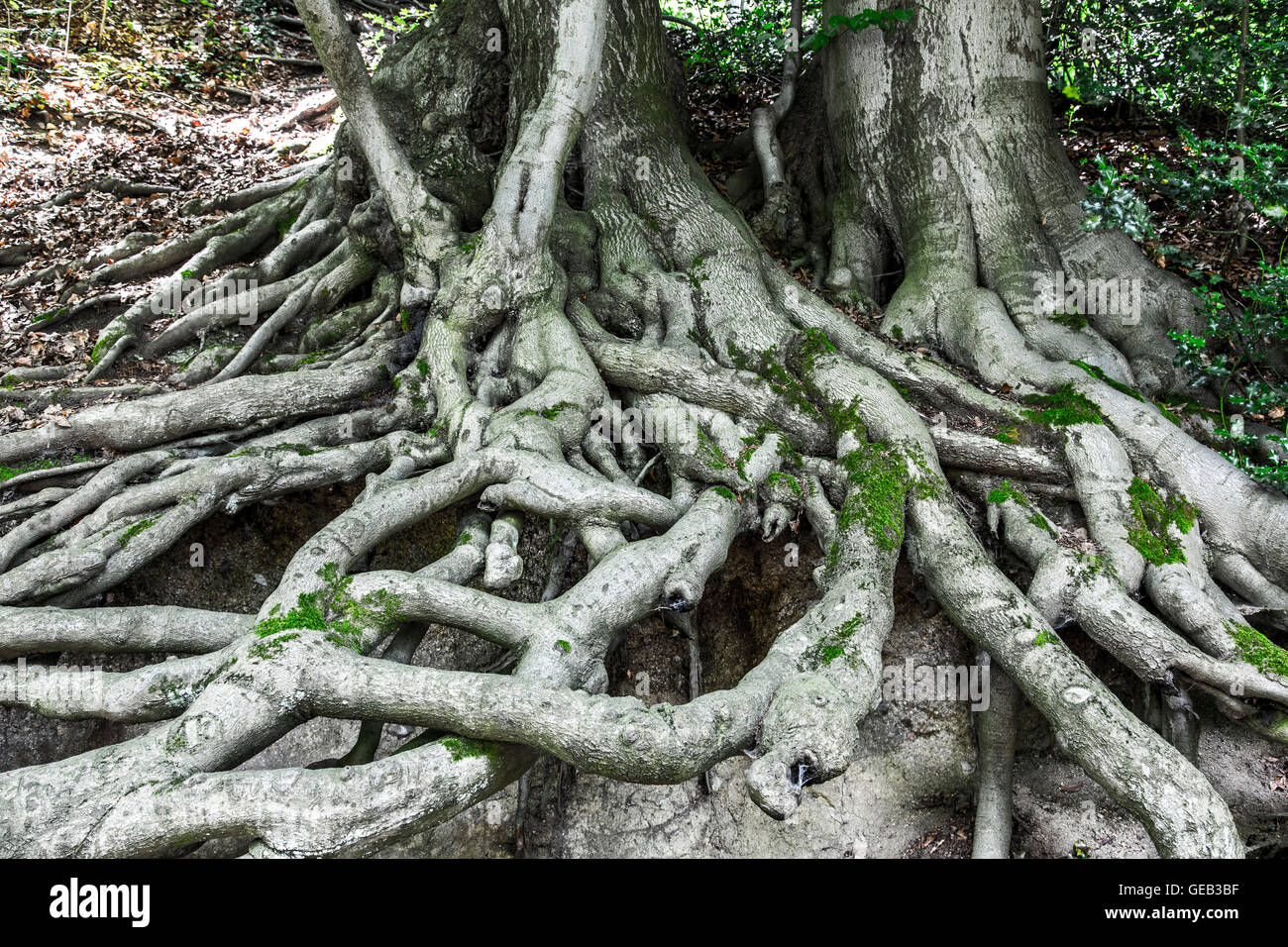 Trees with exposed, tangled roots Stock Photo Alamy