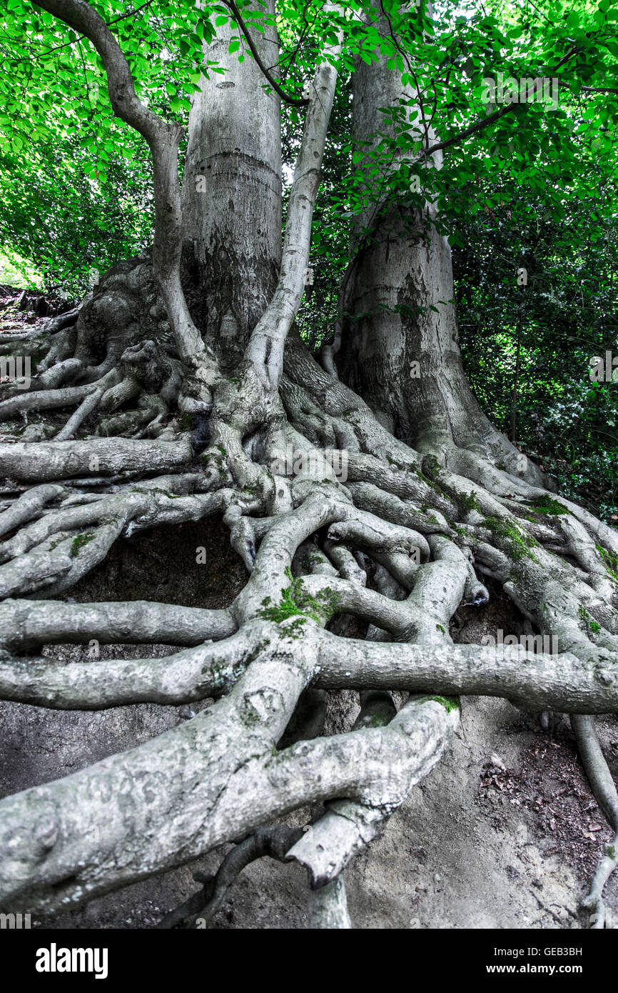 Trees with exposed, tangled roots, Stock Photo