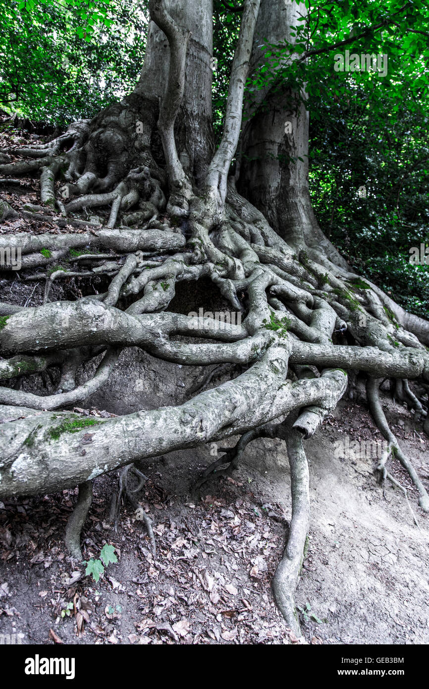 Trees with exposed, tangled roots, Stock Photo