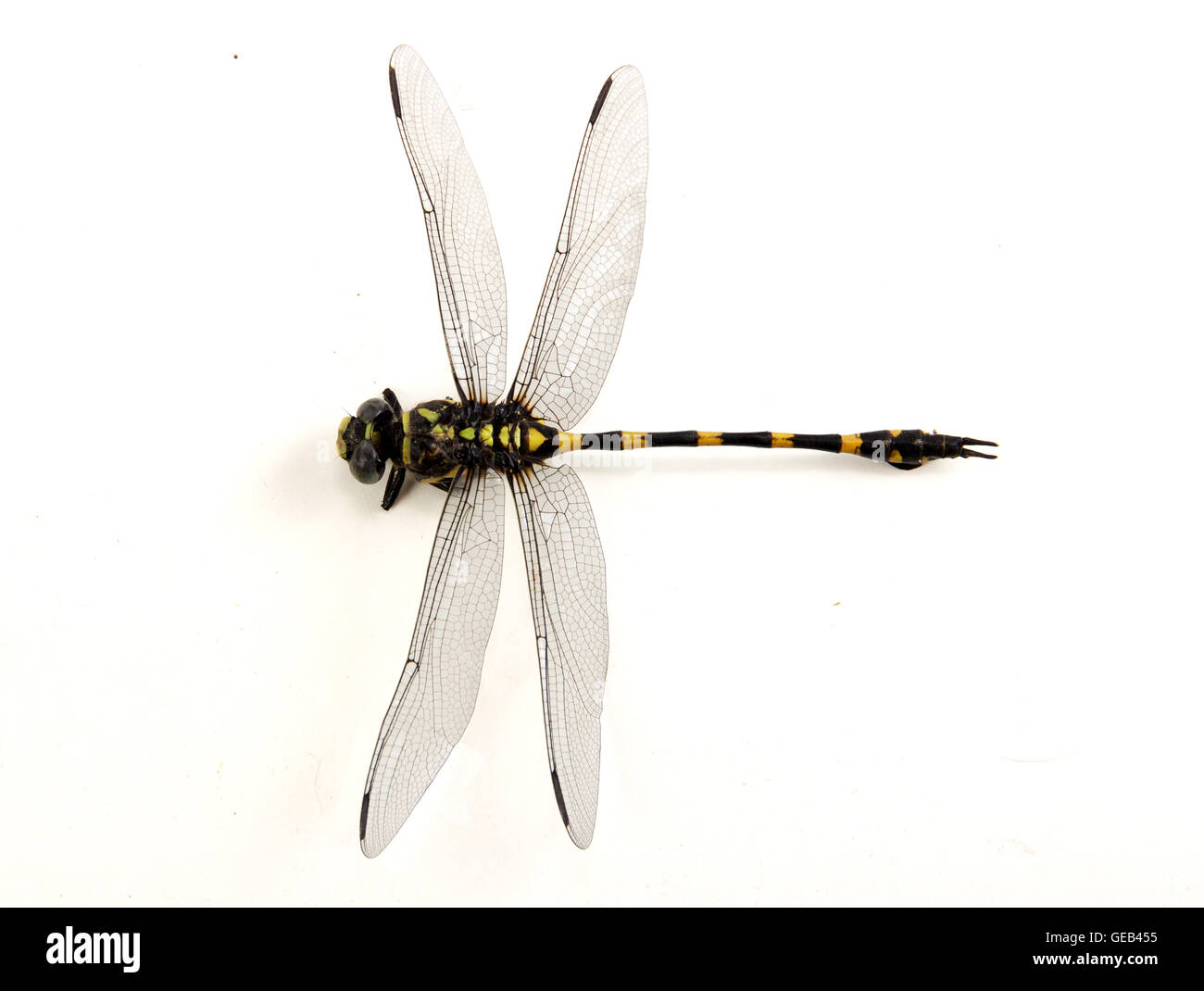 Dragonfly yellow and black color the isolated on white and objects with clipping paths. Stock Photo