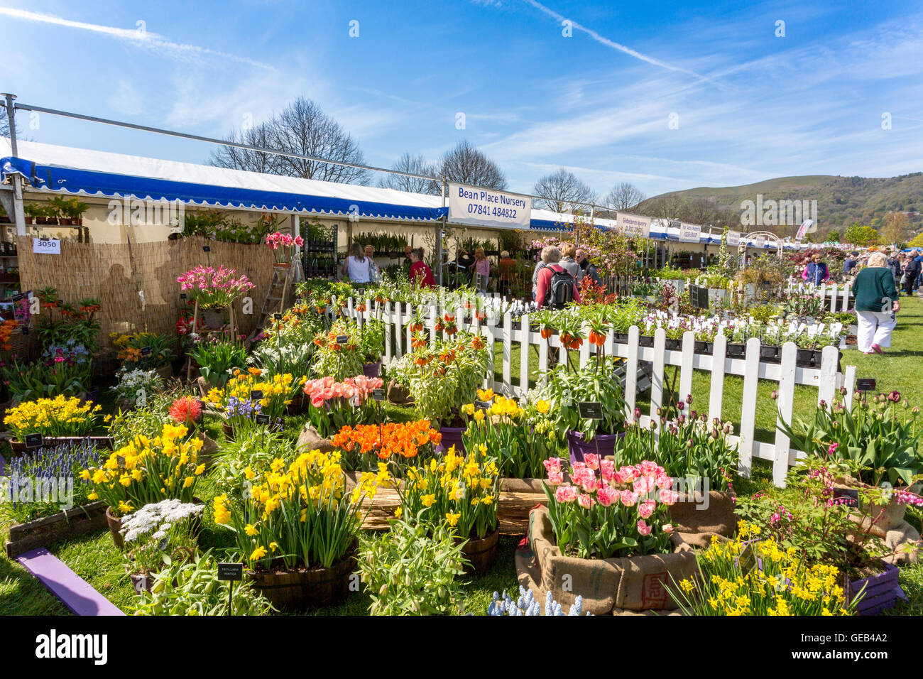 Spring Stall An attractive and colourful display in front of a plant stall at the ...