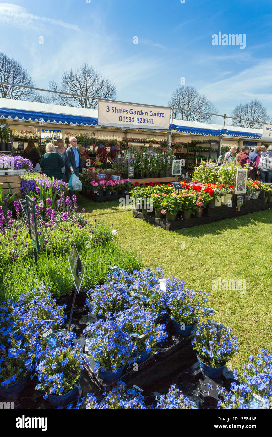 An attractive and colourful display in front of a plant stall at the 2016 RHS Malvern Spring Show, Worcestershire, England, UK Stock Photo