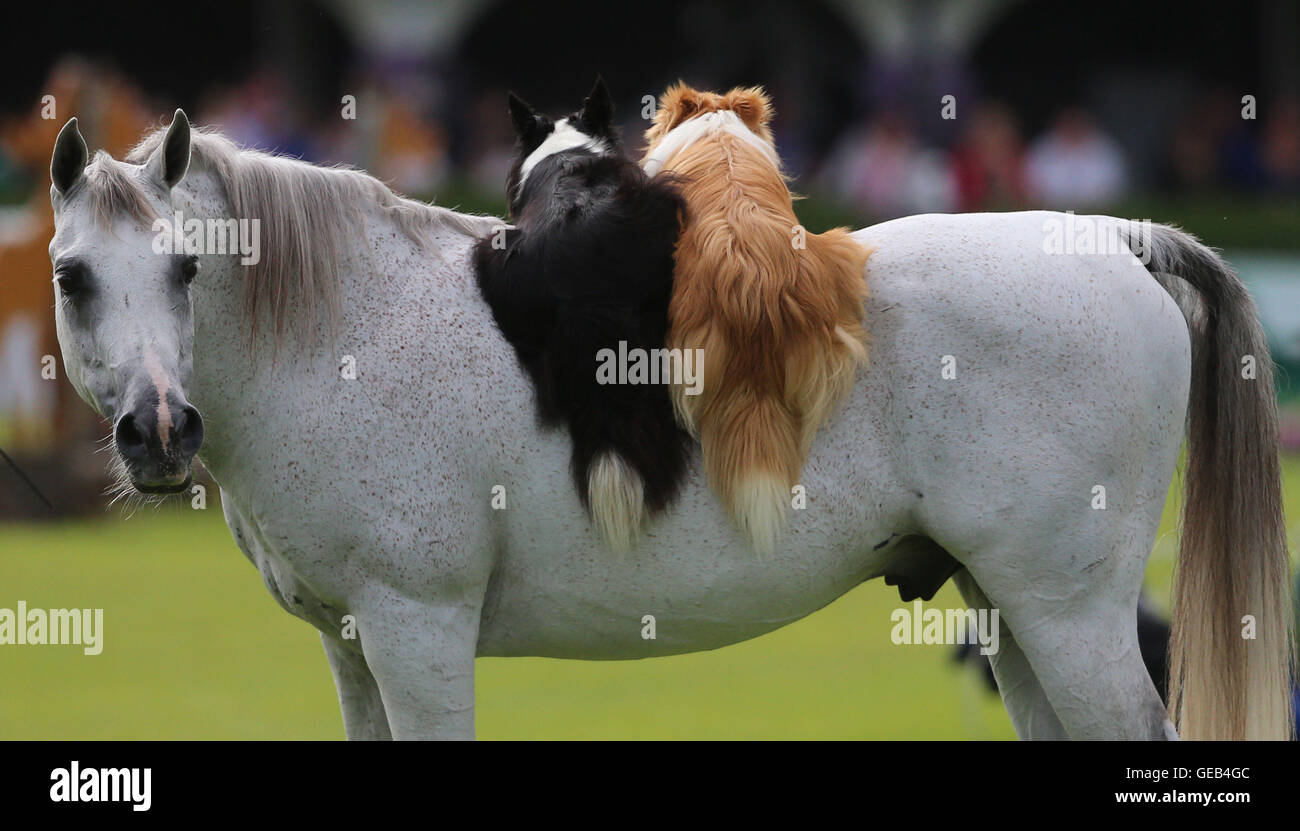 Two dogs ride on the back of a horse during a display by entertainer ...