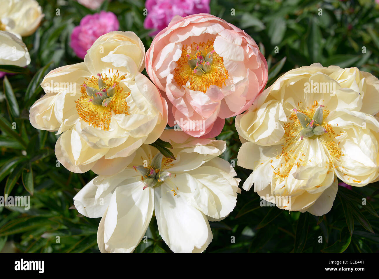 Closeup Chinese peony flowers (Paeonia lactiflora) Stock Photo