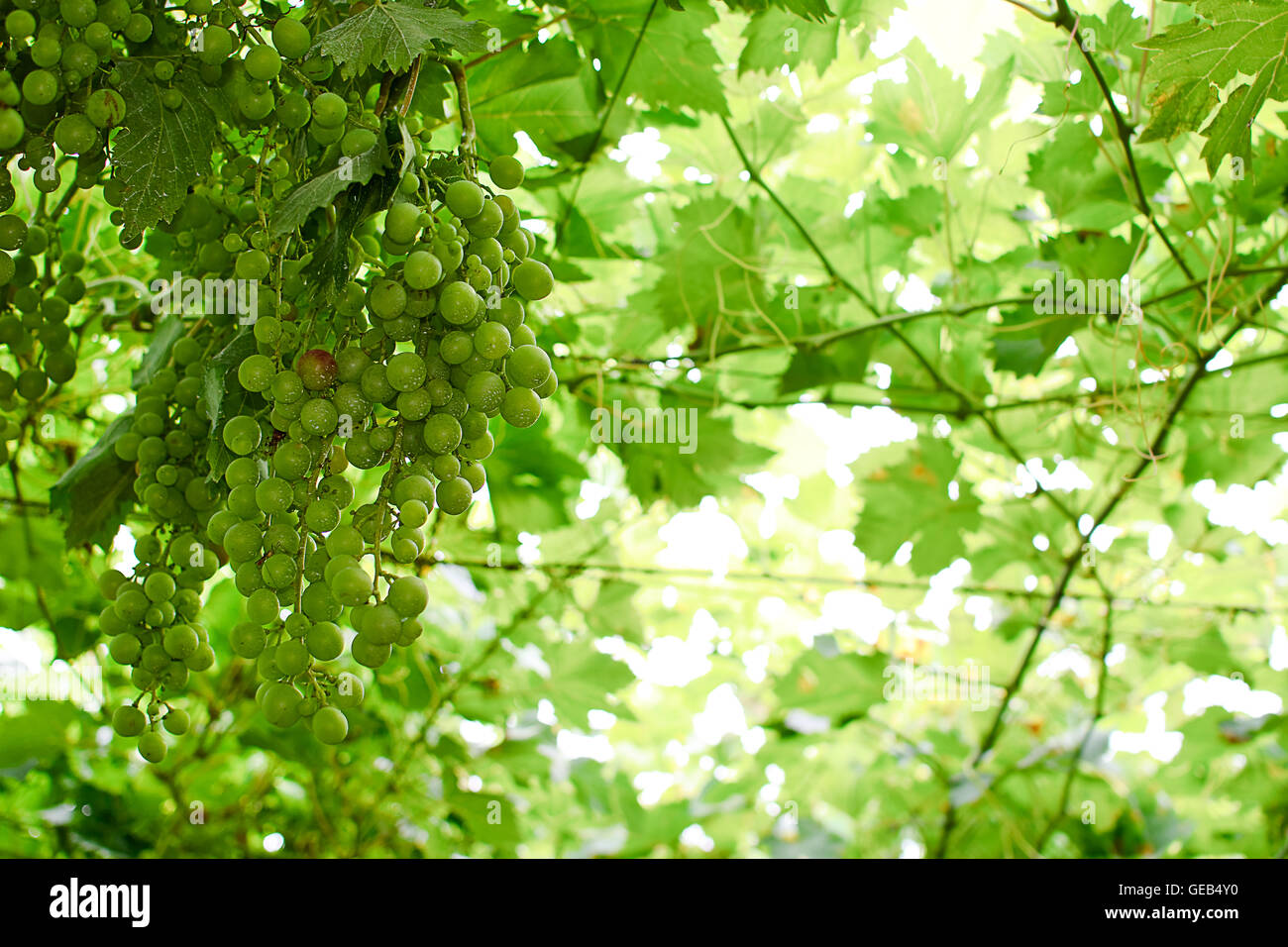 grapes ripening on the vine canopy, typical Abruzzo Stock Photo - Alamy