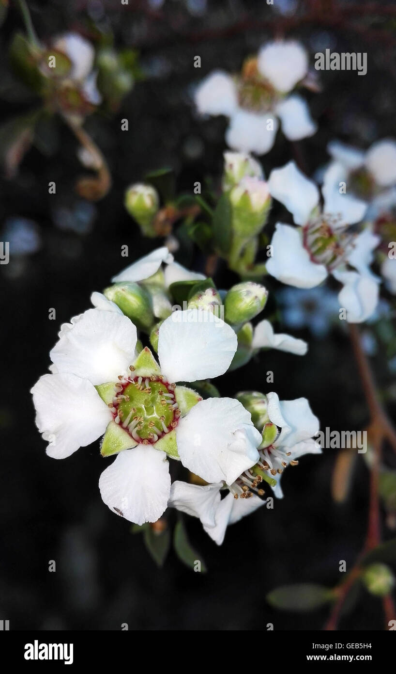 White flowers of the Coast Tea Tree (Leptospermum laevigatum) in the Royal National Park, New