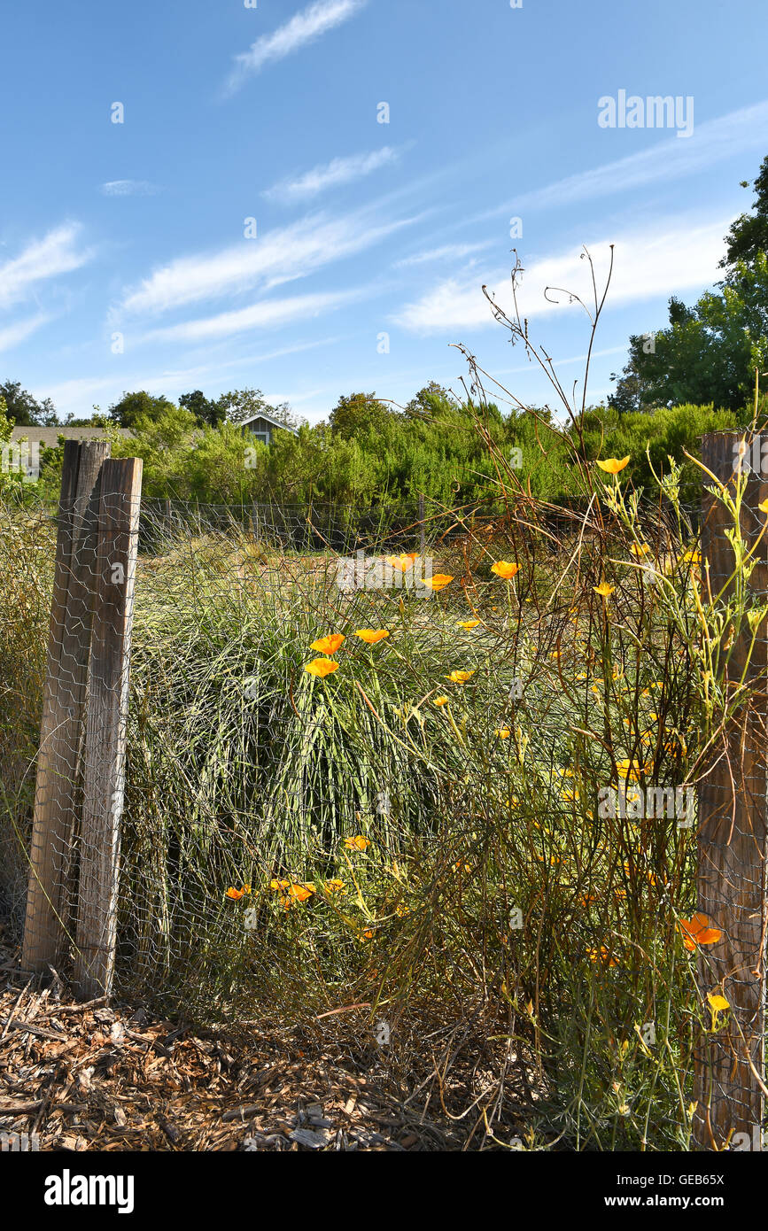 Fence post flowers hi-res stock photography and images - Alamy