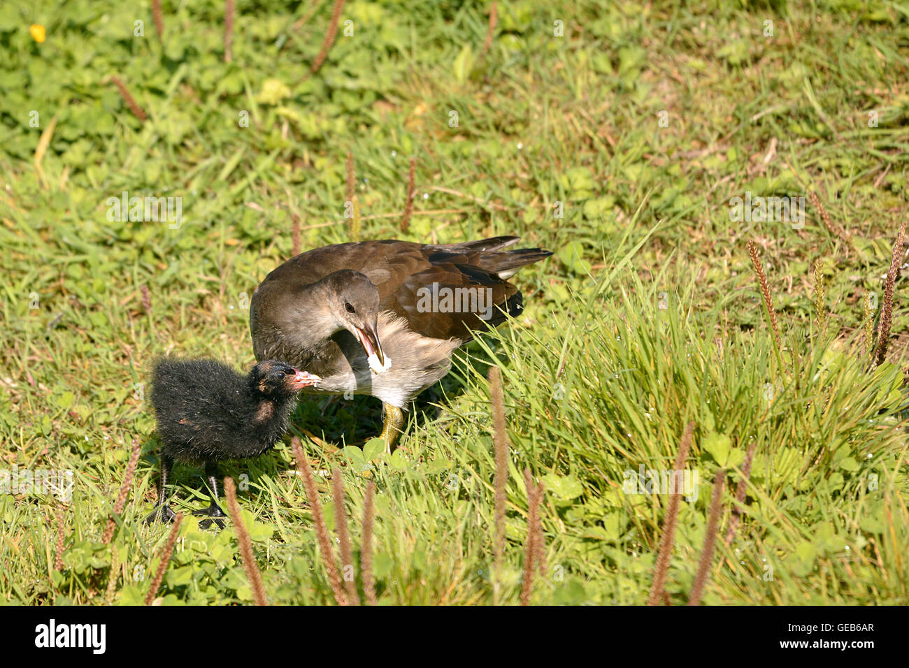 Moorhen feeding her little Stock Photo Alamy