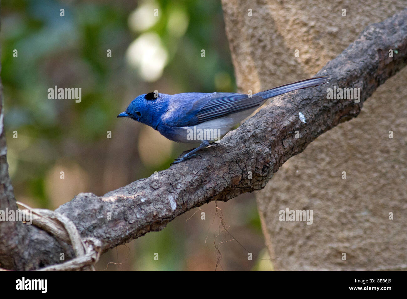 A male Black-naped Monarch (Hypothymis azurea) on a small branch in the forest in Thailand Stock Photo