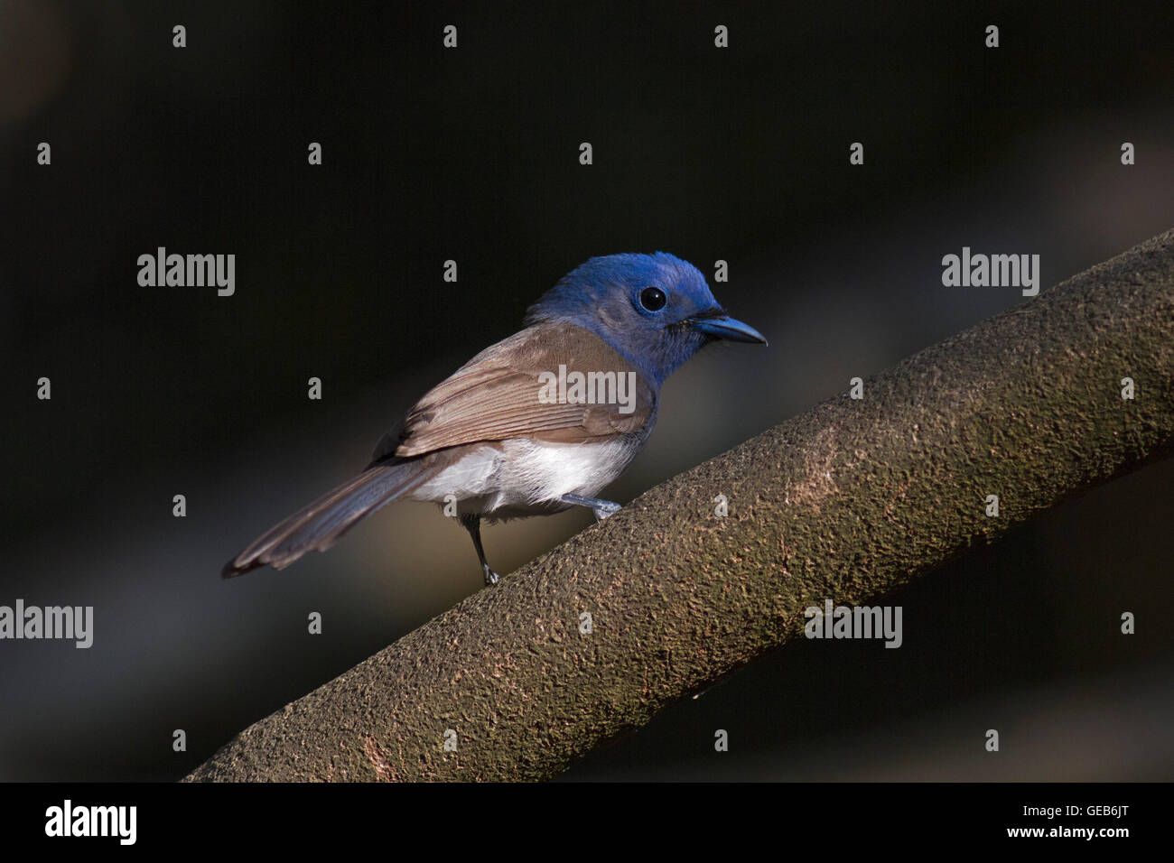 A female Black-naped Monarch (Hypothymis azurea) on a small branch in the forest in Thailand Stock Photo