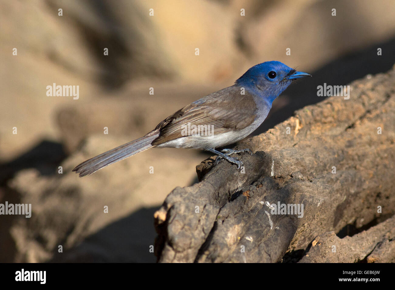 Black Naped Monarch Black Naped Monarch (Hypothymis Azurea)