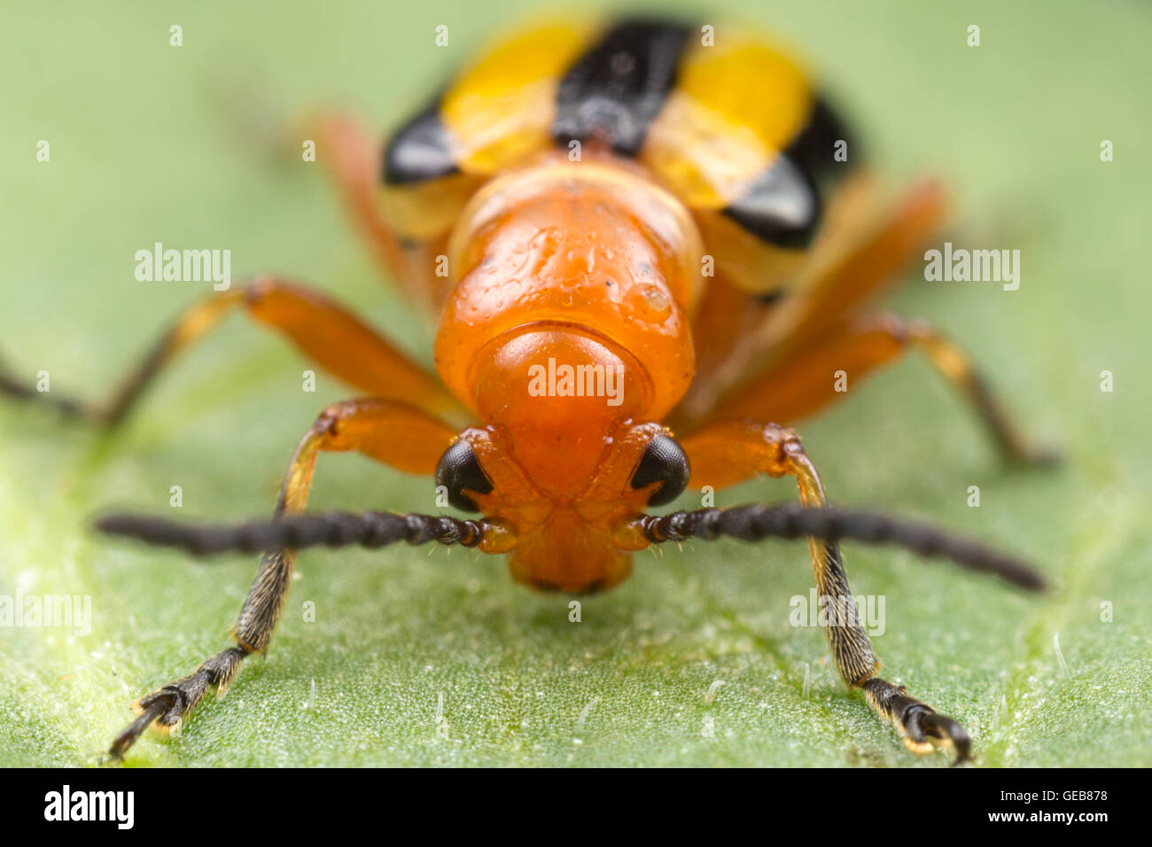 A frontal view of a Three-lined Potato Beetle (Lema daturaphila) on a leaf. Stock Photo