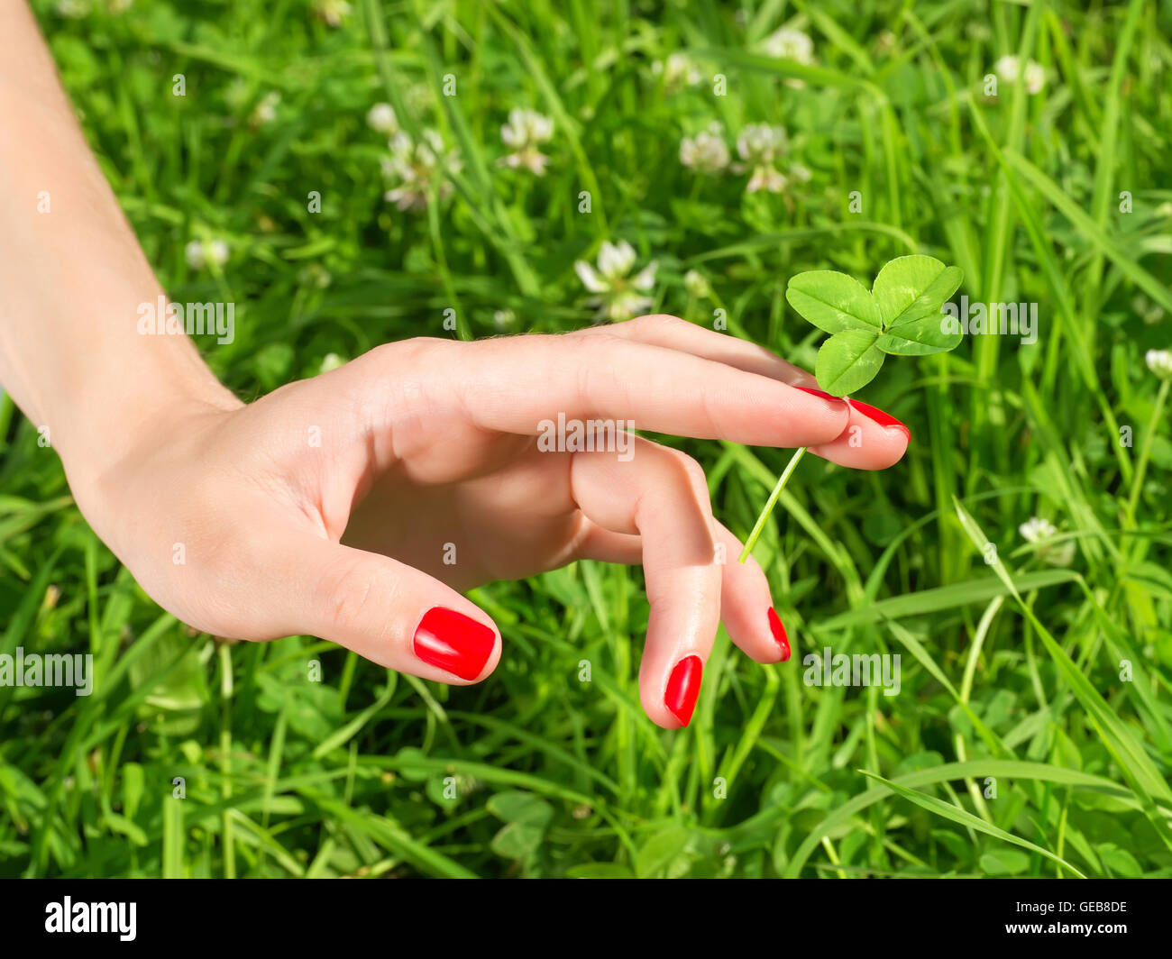 Green 4 leaf clover hi-res stock photography and images - Alamy