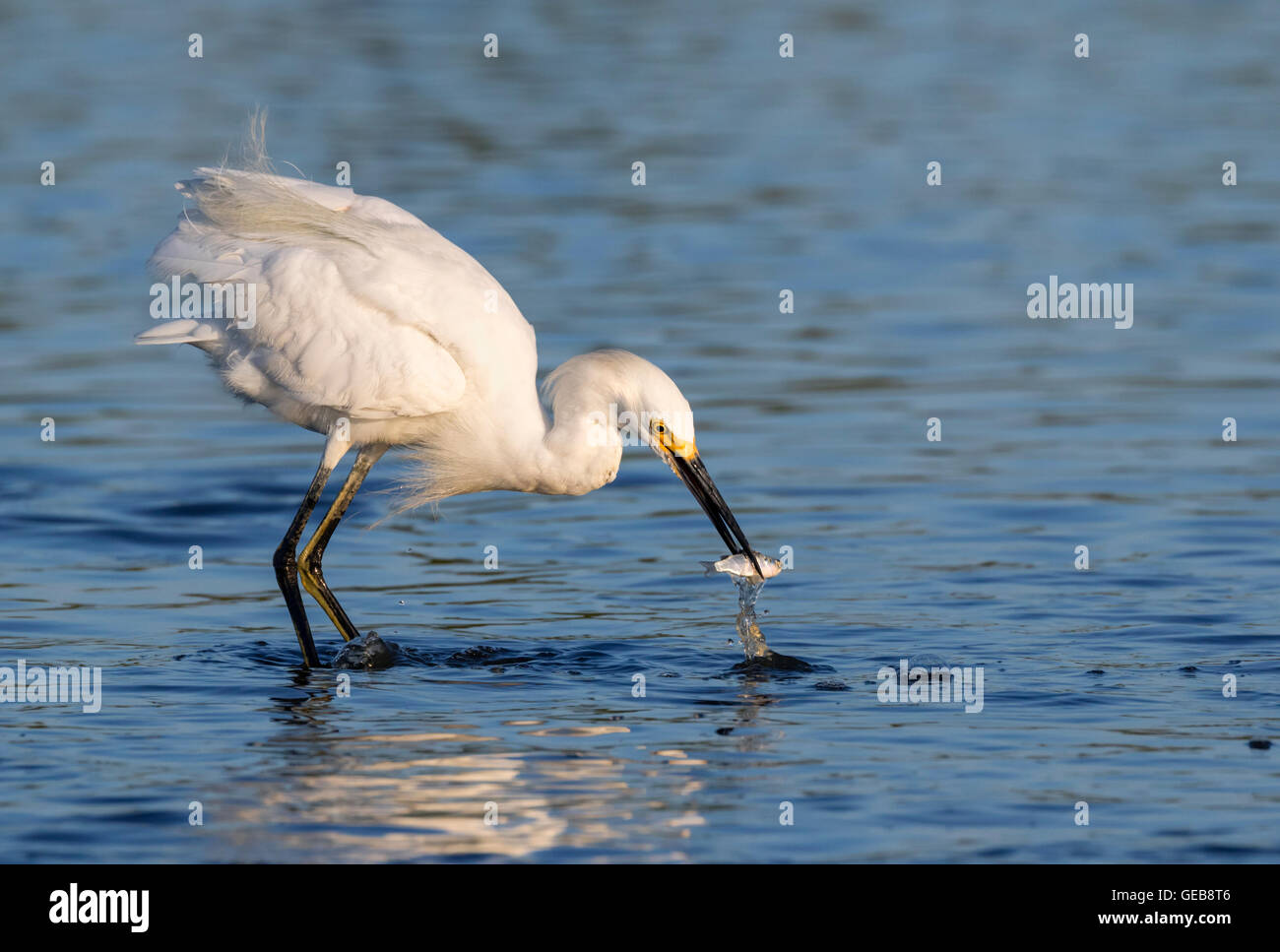 Snowy egret (Egretta thula) fishing in tidal marsh, Galveston, Texas, USA. Stock Photo