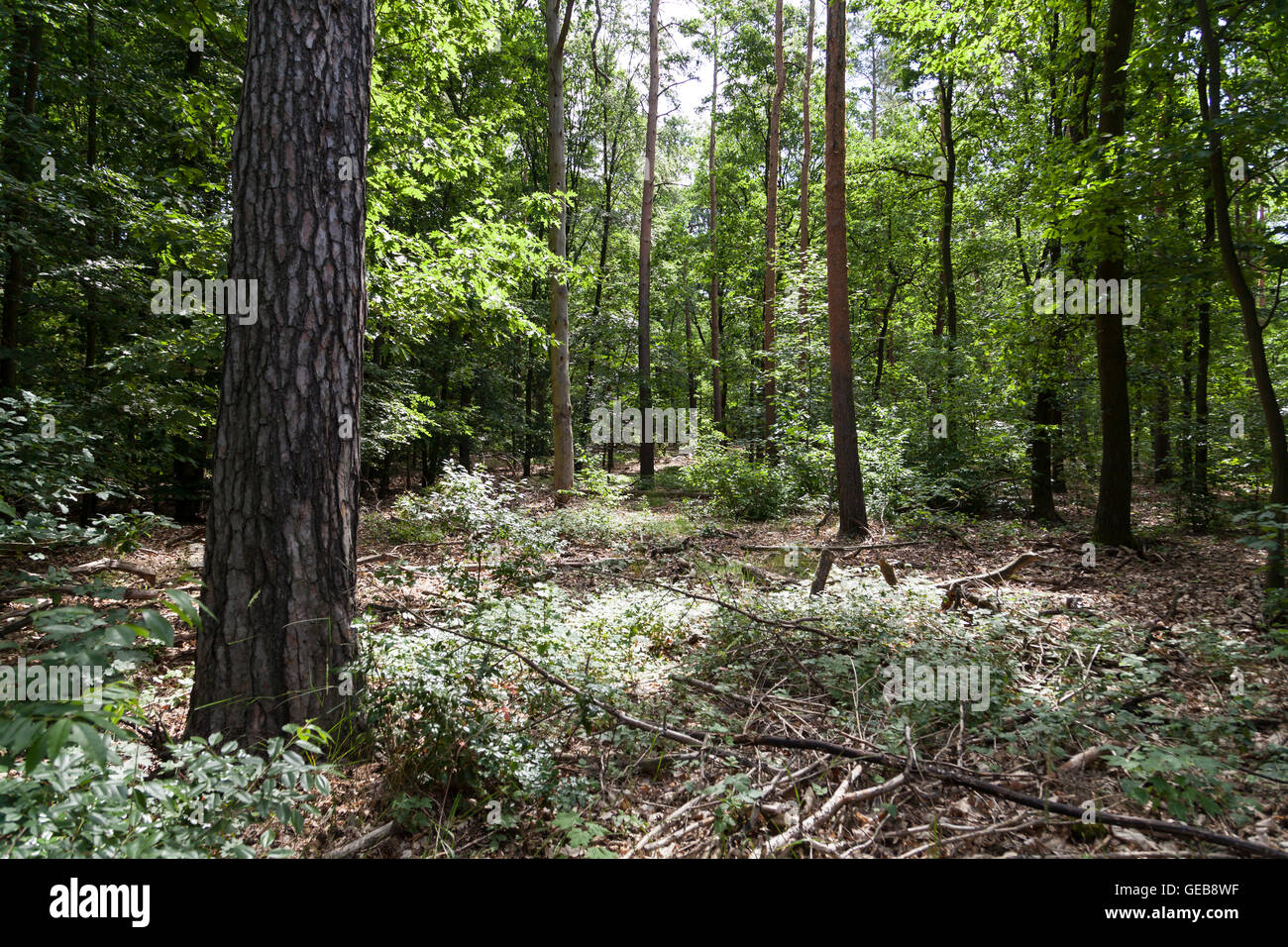 Floor forest hi-res stock photography and images - Alamy