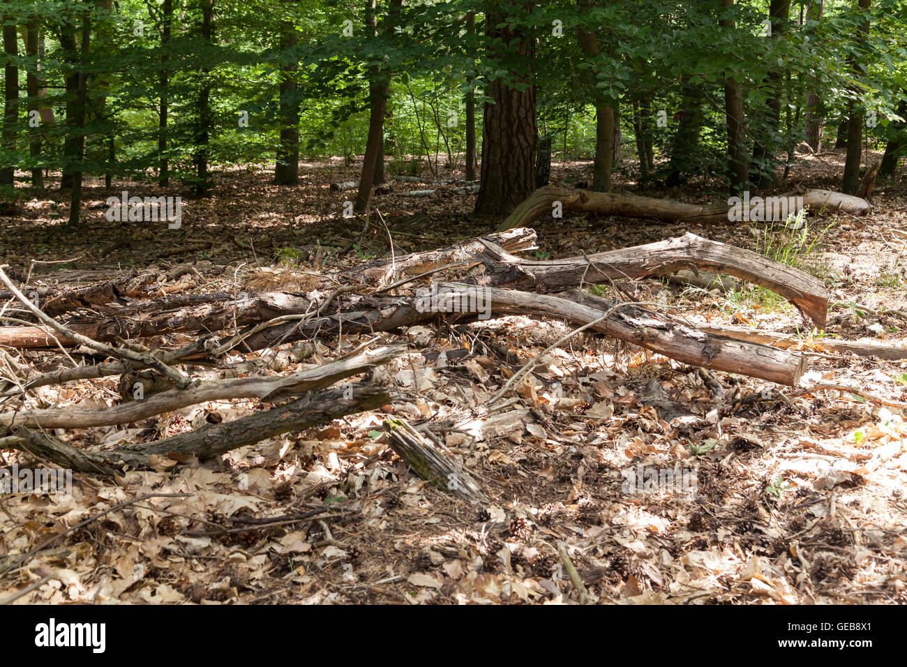 Woode in forest Stock Photo