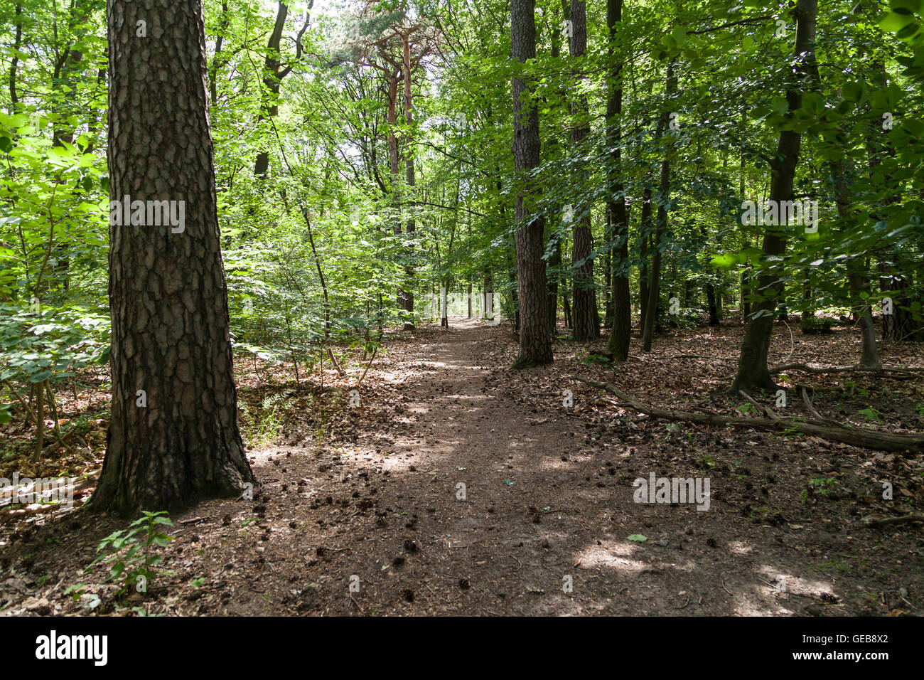 Path in forest Grunewald in Berlin Stock Photo