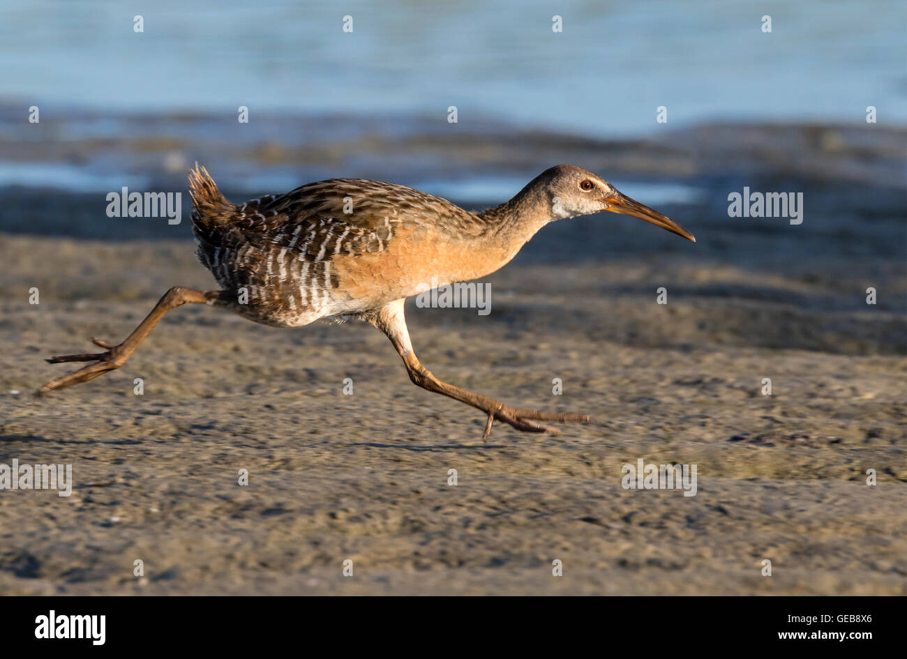 Clapper rail (Rallus crepitans) running along the edge of tidal marsh