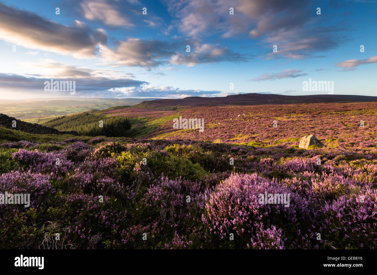 Heather in full bloom on Rylstone Fell in the Yorkshire Dales National Park, England, UK Stock Photo