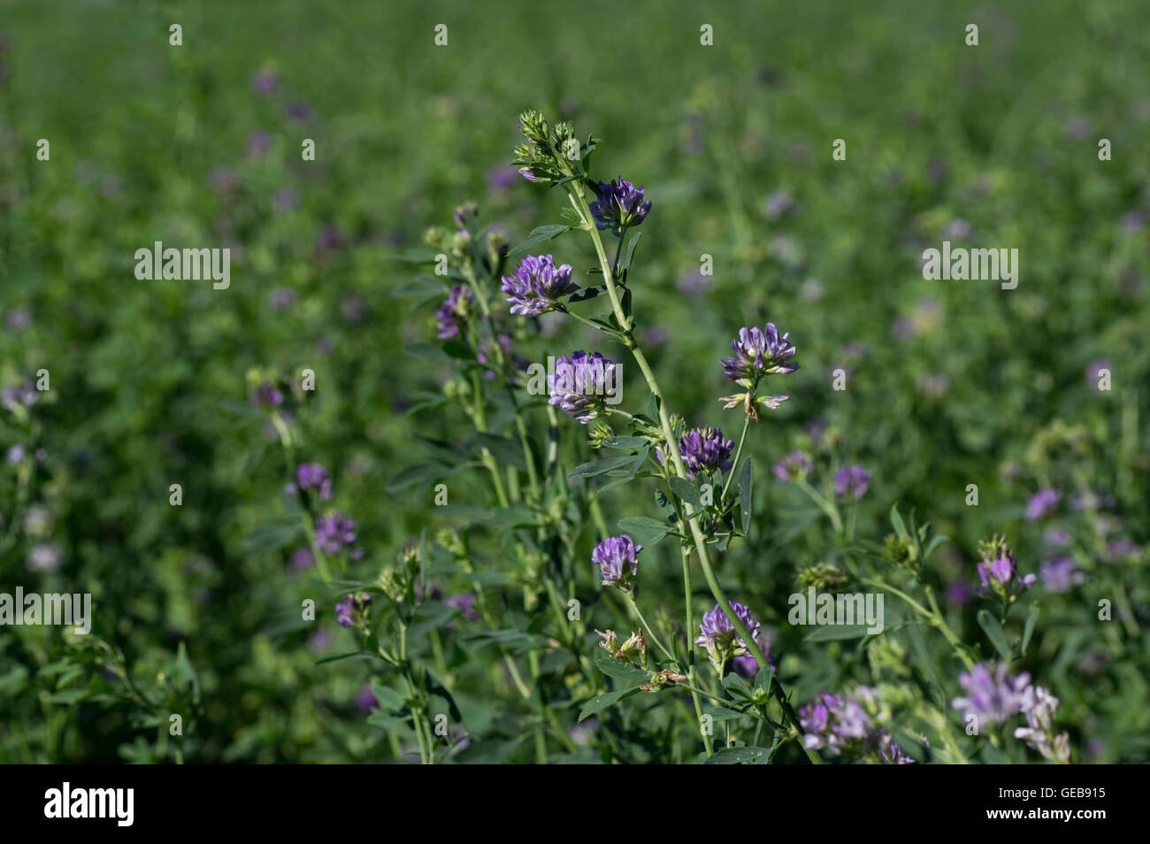 Isolated alfalfa flower. Alfalfa, Medicago sativa, also called lucerne