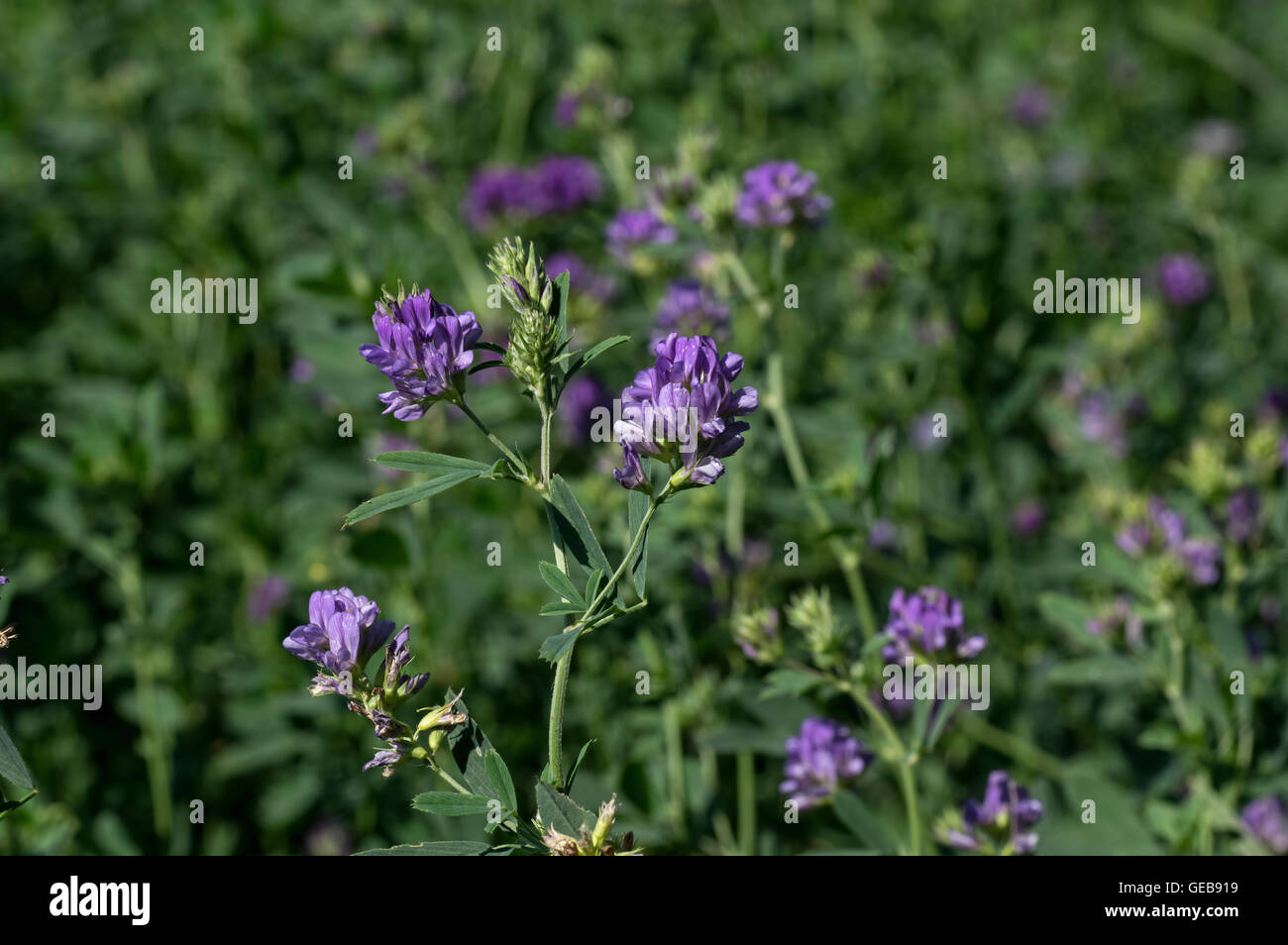Alfalfa, Medicago sativa, also called lucerne, is a perennial flowering
