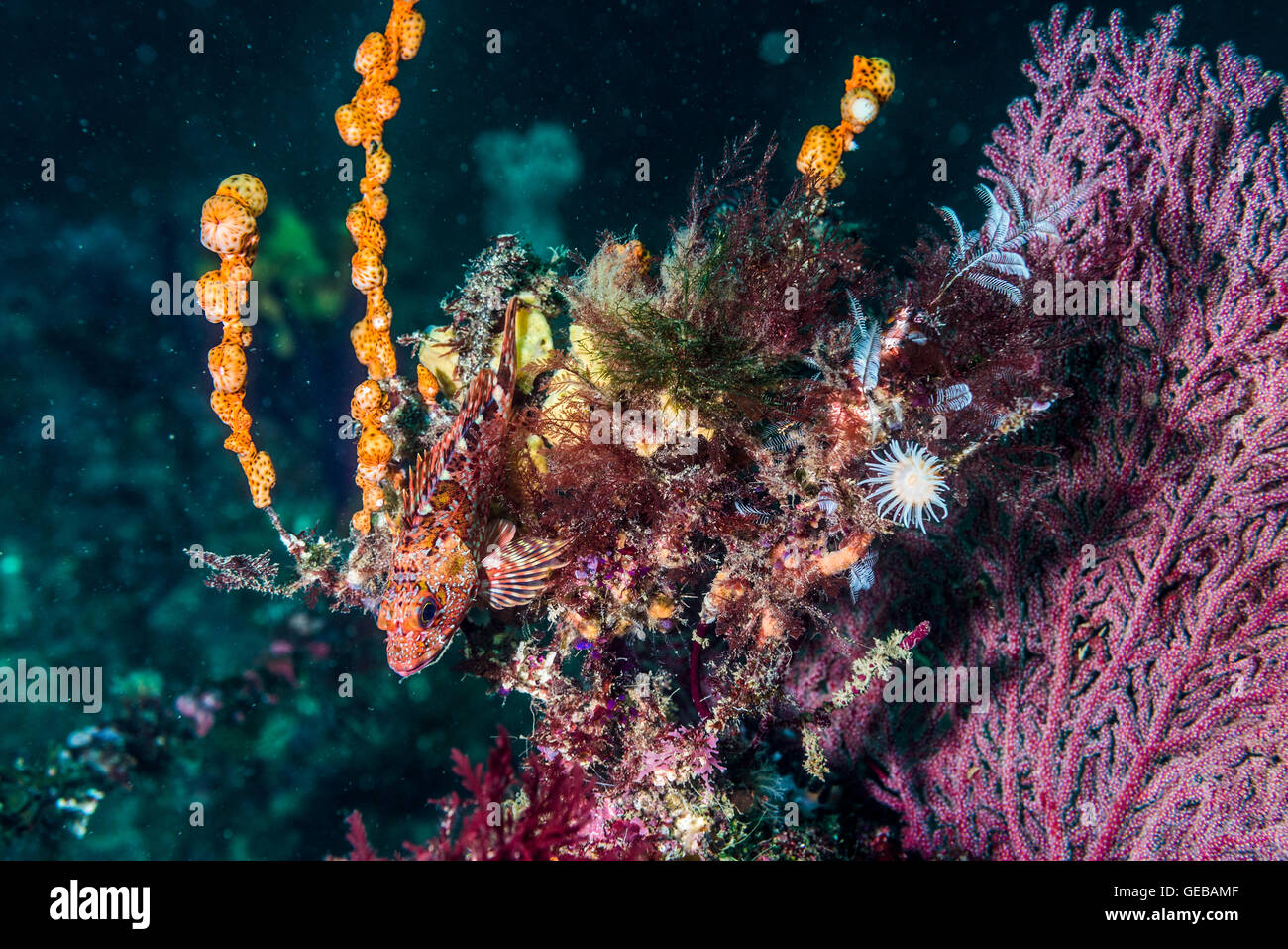 Rockfish with the gorgonian wrapper sea anemone.  Depth 23m. Stock Photo