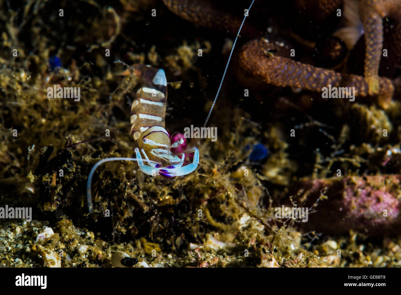 magnificent shrimp. Ancylomenes magnificus (Bruce, 1979) .Depth 23m .Water temp 22℃ Stock Photo