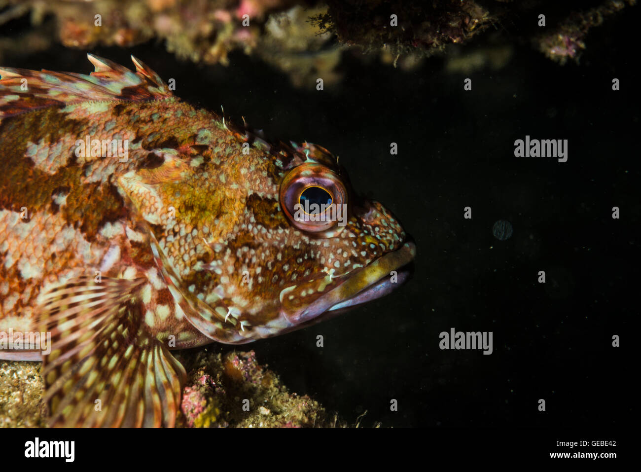 Rockfish on a rock. Science name: Sebasticus marmoratus Place: Owase Mie Japan Water temp: 20℃ Depth: 18m Stock Photo